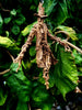 Scarecrow Ornament, Hand Painted Resin Sculpture | Gothic Halloween Nightmare Creature Figurine | Dark Folklore Art for Spooky Holiday Decor
