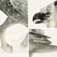 Hippogriff D&D Art Print