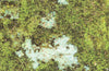 Mats by Mars: Swamplands v1.0 Tabletop Wargaming Play Mat