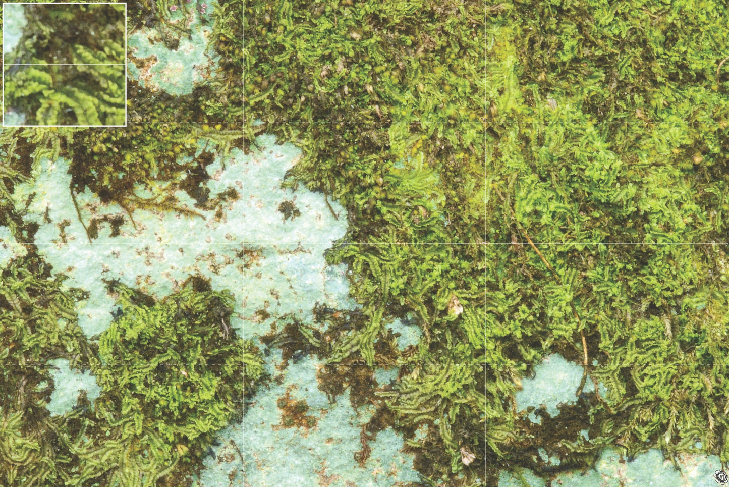 Mats by Mars: Swamplands v1.0 Tabletop Wargaming Play Mat