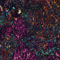 Mats by Mars: Mushroom Forest Tabletop Wargaming Play Mat