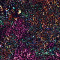 Mats by Mars: Mushroom Forest Tabletop Wargaming Play Mat