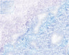 Mats by Mars: Frozen Lake Tabletop Wargaming Play Mat