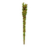 Fantasy Gifts: Greenman Magic Wand