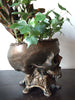 Human Skull Planter Bronze Finish, Hand Painted Resin Sculpture | Unique Gothic Home Decor | Spooky Art Gift and Gothic Home Decor