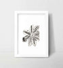 Lily Wall Art Print Black and White Botanical Medieval Art