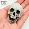 Human Skull with bottom jaw, for 12 inch scale dolls, playhouse, scale dioramas, horror scenes, terrariums. 1:6 scale skull (1 skull)
