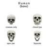 Human Skull with bottom jaw, for 12 inch scale dolls, playhouse, scale dioramas, horror scenes, terrariums. 1:6 scale skull (1 skull)