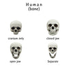 Human skull replica, 1:24 Scale tiny great for dioramas, miniature horror props, dice making and dollhouse accessories (set of 5)