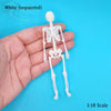Human Skeleton Full - 1:18 scale miniature size for horror diorama, dollhouse, arts and crafts, replica curiosities oddities (1 skeleton)