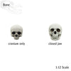 Human skulls with Flat Back, 1:12 scale human craniums for horror dioramas, terrariums, dollhouse, arts and crafts accessories (5 skulls)