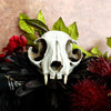 Cat Skull Replica - 1:1 scale full size for curio cabinet, house decor, arts and crafts, faux cranium oddities and curiosities (1 skull)