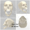 Human skull replica, 1:24 Scale tiny great for dioramas, miniature horror props, dice making and dollhouse accessories (set of 5)