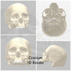 Human skull replica, 1:24 Scale tiny great for dioramas, miniature horror props, dice making and dollhouse accessories (set of 5)