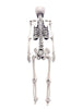 Human Skeleton Miniature - 1:6 Scale (1 skeleton) - The Scale Grail