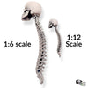 Human skull with Spine, 1:6 scale