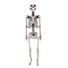 Human Skeleton Miniature - 1:6 Scale (1 skeleton) - The Scale Grail