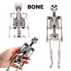 Human Skeleton Miniature - 1:6 Scale (1 skeleton) - The Scale Grail