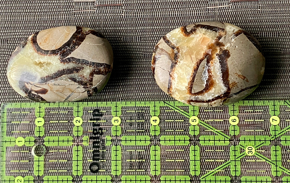Septarian Palm Stone