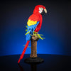 Scarlet Macaw