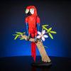 Scarlet Macaw