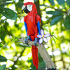 Scarlet Macaw