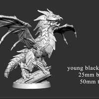 Young Black Dragon